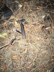 Curruca melanocephala