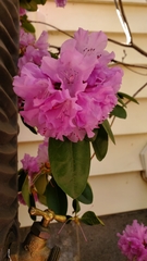 Rhododendron