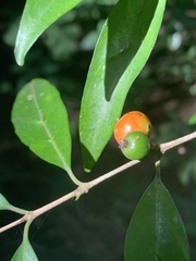 Tricalysia capensis transvaalensis