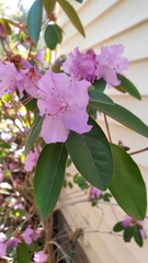 Rhododendron