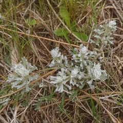 Senecio ceratophylloides