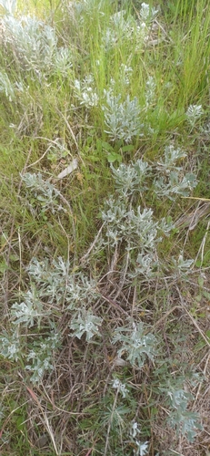 Senecio ceratophylloides, photograph 1