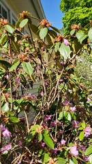 Rhododendron