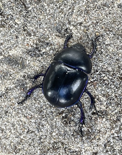 Springtime Dung Beetle, National park De Meinweg, Herkenbosch, Limburg, NL, photo 10 of 10
