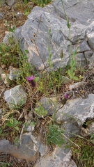 Crupina crupinastrum