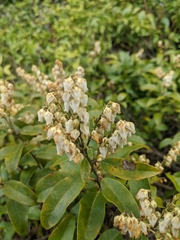 Pieris