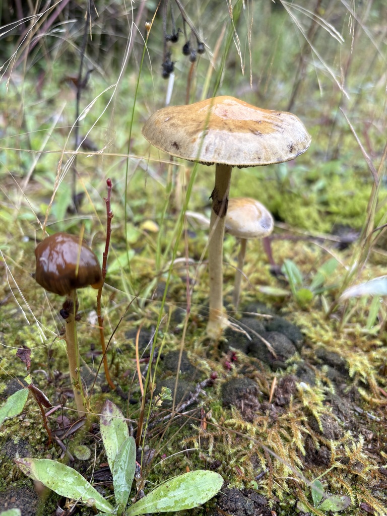 Dung Roundhead · September 2026 · photo: Photo: (c) sylbobaggins, some rights reserved (CC BY) · iNaturalist