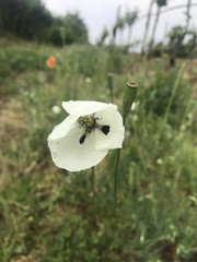 Papaver dubium austromoravicum