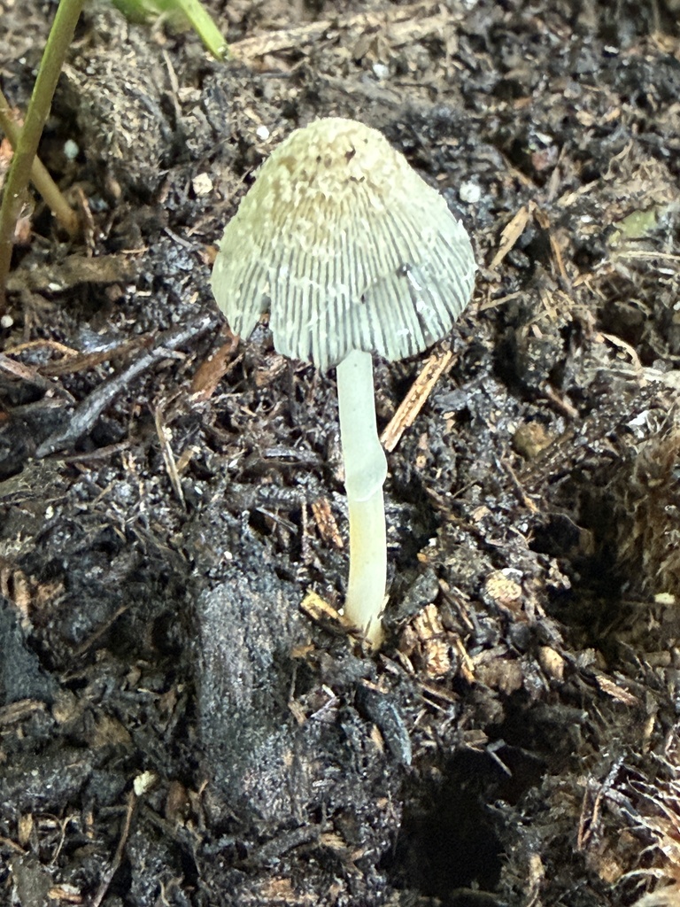 flocculose inkcap · September 2026 · photo: Photo: no rights reserved · iNaturalist
