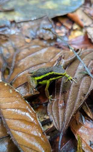 Peru Poison Frog, Ameerega petersi