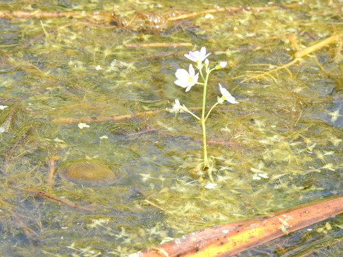 Hottonia palustris, photograph 4