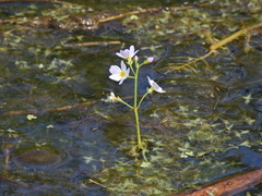 Hottonia palustris, photograph (c) Susan Marley, some rights reserved (CC BY)