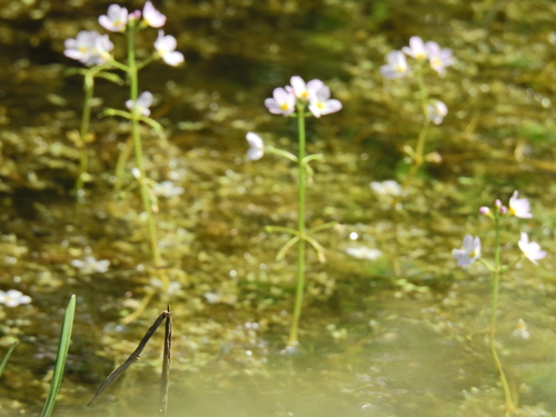 Hottonia palustris, photograph 3
