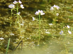 Hottonia palustris, photograph (c) Susan Marley, some rights reserved (CC BY)
