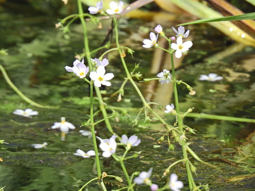 Hottonia palustris, photograph 1