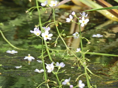 Hottonia palustris, photograph (c) Susan Marley, some rights reserved (CC BY)