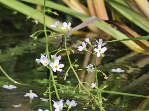 Hottonia palustris, photograph 2