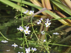Hottonia palustris, photograph (c) Susan Marley, some rights reserved (CC BY)