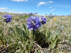(c) Matt Lavin, some rights reserved (CC BY-SA) Polemonium viscosum, photograph (c) Matt Lavin, some rights reserved (CC BY-SA)