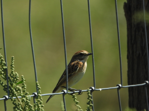 Whinchat