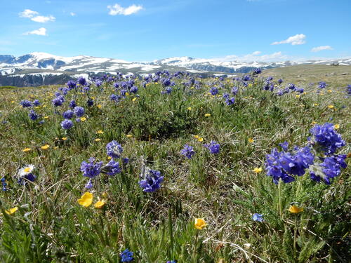 Polemonium viscosum, photograph 6