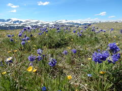 Polemonium viscosum, photograph (c) Matt Lavin, some rights reserved (CC BY-SA)