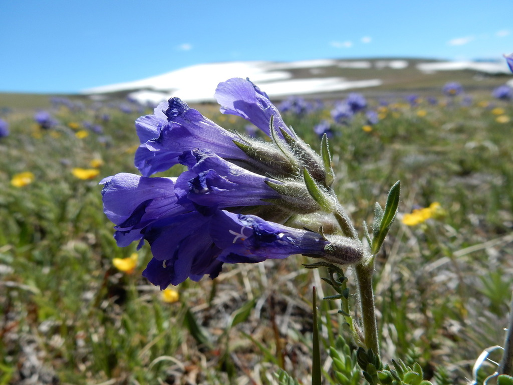 Polemonium viscosum; photograph (c) Matt Lavin, some rights reserved (CC BY-SA)
