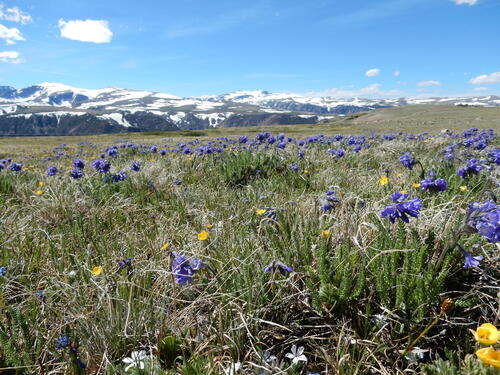 Polemonium viscosum, photograph 2