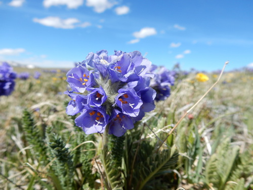 Polemonium viscosum, photograph 3
