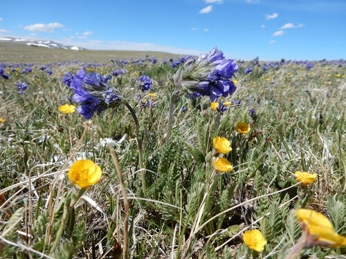 Polemonium viscosum, photograph 4