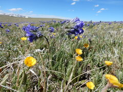 (c) Matt Lavin, some rights reserved (CC BY-SA) Polemonium viscosum, photograph (c) Matt Lavin, some rights reserved (CC BY-SA)