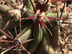 Ferocactus wislizeni