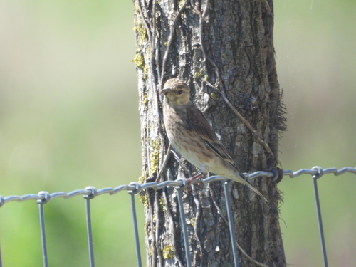 Eurasian Linnet