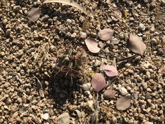 Ferocactus wislizeni