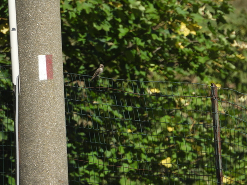Spotted Flycatcher