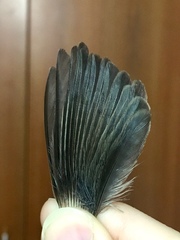 Curruca melanocephala