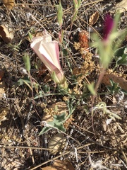 Calystegia collina venusta