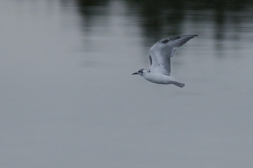 iNaturalist image