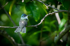 Saucerottia cyanocephala