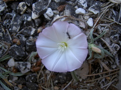 Convolvulus lineatus