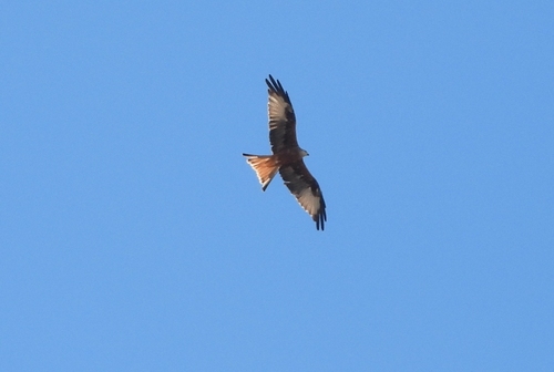 Red Kite