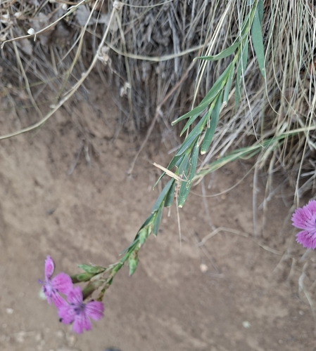 Dianthus collinus