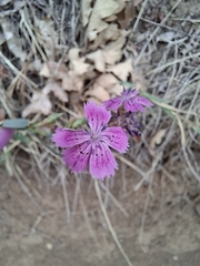 Dianthus collinus, photograph (c) Ross Krisztina, some rights reserved (CC BY)
