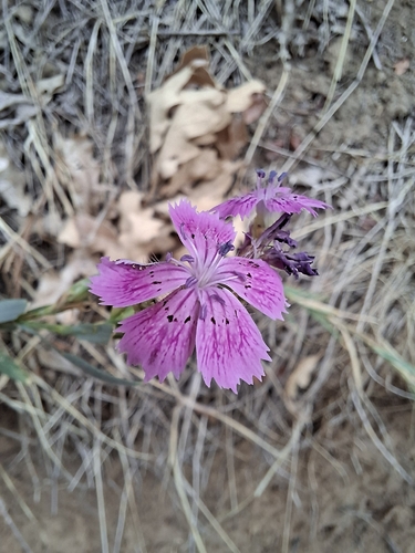 Dianthus collinus, photograph 3