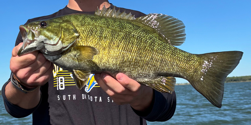 Smallmouth Bass