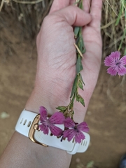 Dianthus collinus, photograph (c) Ross Krisztina, some rights reserved (CC BY)