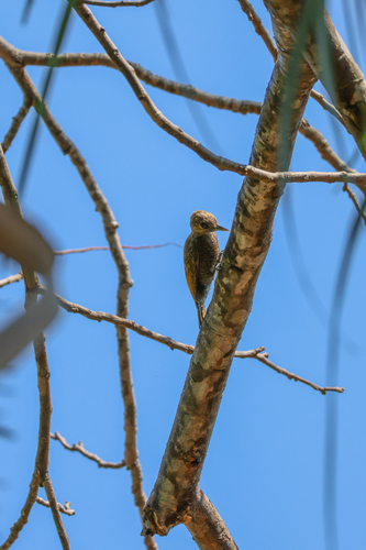 Little Woodpecker