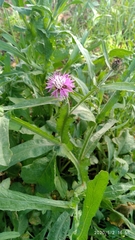 Centaurea napifolia