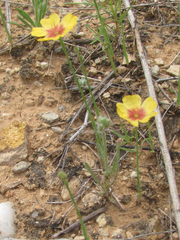 Linum hudsonioides