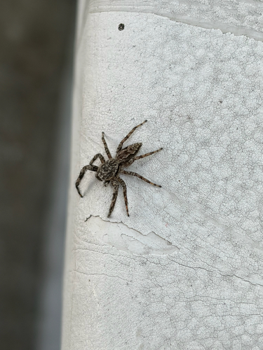 Tan Jumping Spider